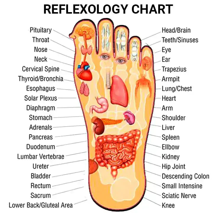 Zapatilla de reflexología